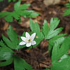 Zdjęcie: zawilec gajowy - anemone nemorosa.jpg
